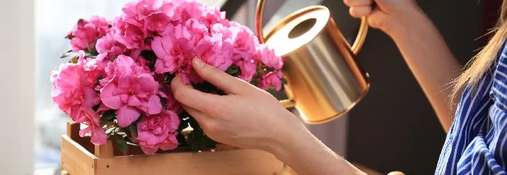 Person gießt pinke Blumen mit Gießkanne